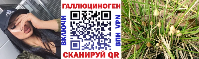 Галлюциногенные грибы Psilocybe  купить  сайты  Удачный 